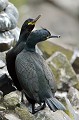 (Phalacrocorax aristotelis) Sur cette vue, les Cormorans huppés sont  adultes. On remarquera le plumage nuptial noir, à reflets verts. Le bec est plus fin, le front est moins plat que celui du Grand cormoran. Enfin ils se distinguent des autres cormorans par leur courte huppe... farne,archipel,cormoran,huppe,angleterre. 
