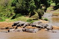 La rivière Mara est le dortoir des hippopotames. hippopotames,masai,mara,kenya. 