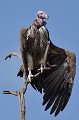 (Torgos tracheliotos) Cet oiseau se distingue des autres vautours par sa large envergure (+ de 2 mètres). vautour,oricou,masai,mara,kenya. 