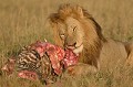 Dans la majorité des cas, ce sont les lionnes qui chassent... et les lions, noblesse oblige, qui se rassasient en premier... lion,chasse,masai,mara,kenya. 