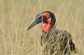 (Bucorvus cafer) Cet oiseau habite les forêts claires et les savanes herbeuses... calao,terrestre,masai,mara,kenya. 