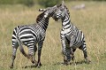Deux zèbres mâles s'engagent dans un combat pour la prise de pouvoir sur un groupe de femelles... zebres,masai,mara,kenya. 