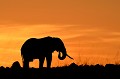 Le soleil se lève sur le Masaï Mara. L'ombre d'un pachyderme se dessine sur la colline. Instant émouvant de fusion de l'animal avec la sublime lumière d'Afrique... elephant,masai,mara,kenya. 