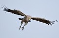 (Gyps africanus) Le Vautour africain vit dans la savane et se nourrit de cadavres. Selon Birdlife, cette espèce serait sur le déclin. vautour,africain,masai,mara,kenya. 