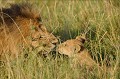 Rencontre entre un lionceau et le gros mâle (peut-être le père) marquée par la tendresse... lions,masai,mara,kenya. 