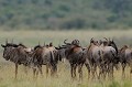 Lors de la migration, les Gnous avancent en colonne, martelant le sol de leurs millions de sabots. Leur dépacement est accompagné d'un concert de gémissements "guenou" à l'origine de leur nom. gnous,masai,mara,kenya. 