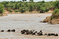 Un des obstacles rencontré par les Gnous au Kenya est le franchissement de la rivière Mara. Un lieu qui recèle deux dangers : le courant et la présence de crocodiles... gnous,masai,mara,kenya. 