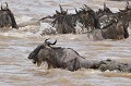 Un crocodile est passé à l'attaque. Il va s'accrocher aux flancs du Gnou, l'amener progressivement à l'épuisement, puis l'entraîner au fond de la rivière, le noyant et le dévorant... gnous,crocodile,masai,mara,kenya. 