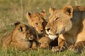  lions,masai,mara,kenya. 