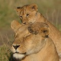  lions,masai,mara,kenya. 