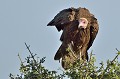 (Necrosyrtes monachus) Cet oiseau à l'allure sinistre est le plus petit des nécrophages d'Afrique. Comme son nom l'indique, il se nourrit de charogne, mais aussi d'insectes. On le rencontre près des carcasses, des dépôts d'ordure et des abattoirs. Il est le nettoyeur des zones urbaines et dans une moindre mesure - concurrence oblige avec les grands vautours - de la savane boisée... vautour,charognard,masai,mara,kenya. 