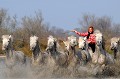  chevaux,camargue,france. 