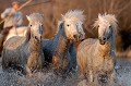  chevaux,camargue,france. 