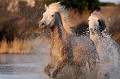  chevaux,camargue,france. 