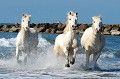  chevaux,camargue,france. 