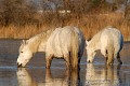  chevaux,camargue,france. 