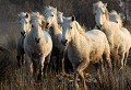  chevaux,camargue,france. 