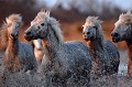  chevaux,camargue,france. 