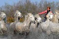  chevaux,camargue,france. 