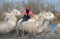  chevaux,camargue,france. 