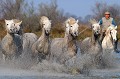  chevaux,camargue,france. 