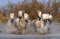  chevaux,camargue,france. 