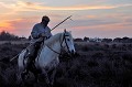  camargue,gardian,france. 