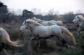  chevaux,camargue,france. 