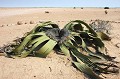 Cette plante endémique se rencontre dans le désert du Namib. Elle est indissociable du brouillard qui se dépose sur cette région. Ses feuilles absorbent la condensation et ses très longues racines captent l'humidité qui lui permet de vivre. Certains pieds ont plus de 1000 ans !!! welwitschia,mirabilis,namib,namibie,afrique. 