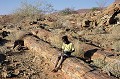 C'est dans le Damaraland, au nord-ouest de la Namibie, que l'on peut découvrir un site d'une cinquantaine de troncs pétrifiés, en partie enfouis dans le grès environnant. 
Ces conifères appelés "gymnospemae" sont fossilisés depuis 260 millions d'années ! damaraland,foret,petrifiee,namibie,afrique. 