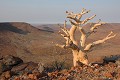 Au premier plan, apparait un arbre étrange originaire de Namibie et d'Afrique du Sud. Il s'agit d'un Cyphostemma juttae, plante à caudex de la famille des vignes. Il produit des feuilles de couleur bleu-vert au printemps et lorsqu'il est âgé, il fleurit et donne des fruits de couleur rouge appelés "raisins de Namibie"... etendeka,mountain,namibie,afrique. 