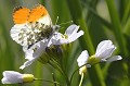 La Cardamine des près est la fleur préférée du papillon "Aurore" (Autocharis cardamines). Le mâle, ici représenté, se distingue de la femelle par des taches oranges au bout des ailes. Sa période de vol va d'avril à juin. aurore,papillon,cardamine,pres. 