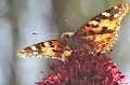 Ce papillon (Vanessa cardui) n'est visible qu'en été. Période de vol : de mai à novembre. papillon,vanessa,cardui. 