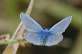 (Polyommatus icarus) Ce papillon est appelé Azuré de la Bugrane ou Argus bleu. papillon,argus,bleu,polyommatus,icarus. 
