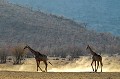  girafes,etosha,namibie,afrique. 