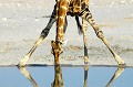 Pour pouvoir s'abreuver, la girafe doit écarter les pattes et baisser son long cou. Cette position la rend vulnérable à l'égard des prédateurs... girafe,etosha,namibie,afrique. 