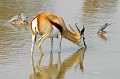 Cette jolie antilope est capable d'effectuer des bonds de 3 mètres de hauteur pour échapper à un prédateur. Très présente en Namibie, elle se nourrit de graminées, de feuilles et d'herbes... springbock,tourterelles,etosha,namibie,afrique. 