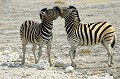  zebres,etosha,namibie,afrique. 