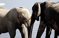  elephants,etosha,namibie,afrique. 