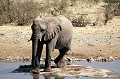 Les éléphants sont capables de rester éveillés longtemps. Leur temps de sommeil quotidien serait de 4 heures environ. Sur cette vue, l'éléphant s'autorise un petit somme réparateur. Particularité : pendant son sommeil, il croise les pattes de derrière !!! elephant,etosha,namibie,afrique. 