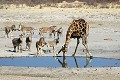  girafe,zebres,etosha,namibie,afrique. 