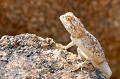(Aporosaura anchieta) On le rencontre dans le désert du Namib. Pour échapper aux fortes températures, le Lézard des dunes s'immerge dans le sable ou se met à l'ombre des rochers, à la recherche de fraîcheur... lezard,sable,namib,namibie,afrique. 