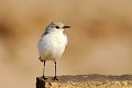 (Charadrius) Gravelot oiseau,namib,namibie,afrique. 