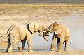  elephants,etosha,namibie,afrique. 