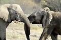  elephants,namibie,afrique. 