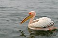 (Pelecanus onocrotalus) Le Pélican blanc est un gros oiseau aquatique
très présent en Afrique, qui habite indifféremment les sites en eaux douces ou salées. pelican,blanc,namibie,afrique. 