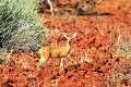 Aperçue à Etendeka mountain, cette petite antilope vit dans les savanes sèches et se nourrit de feuilles, racines et tubercules... steenbok,etendeka,mountain,namibie,afrique. 