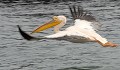 (Pelecanus onocrotalus) Pélican blanc. pelican,blanc,vol,namibie,afrique. 