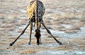 La girafe se nourrit de feuilles, gousses et fleurs d'acacias. Ici dans le désert, elle doit se contenter d'herbes séchées par le soleil. girafe,namibie,afrique. 