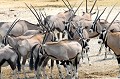  oryx,namibie,afrique. 